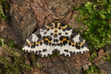 Abraxas grossulariata