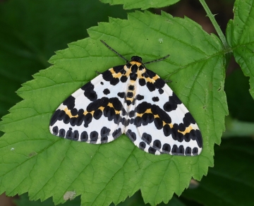 Abraxas grossulariata