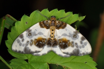 Abraxas sylvata