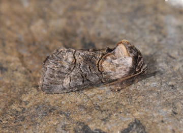 Abrostola asclepiadis