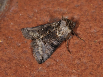 Abrostola tripartita