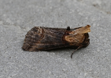 Abrostola triplasia