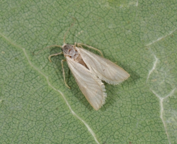 Acentria ephemerella