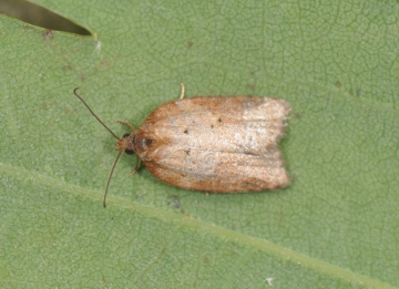 Acleris comariana