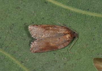 Acleris comariana