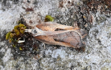 Acleris cristana