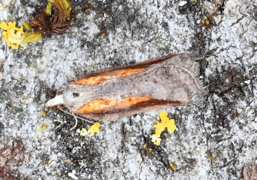 Acleris cristana