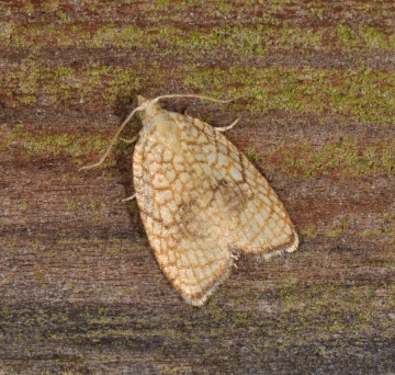 Acleris forsskaleana
