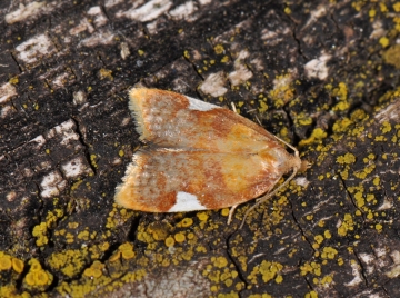 Acleris holmiana