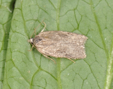 Acleris sparsana