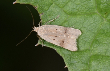 Acompsia maculosella