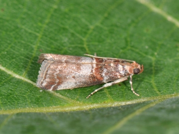 Acrobasis advenella