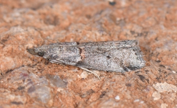 Acrobasis obliqua