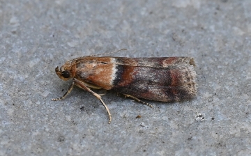 Acrobasis repandana