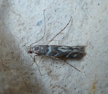 Acrocercops brongniardella