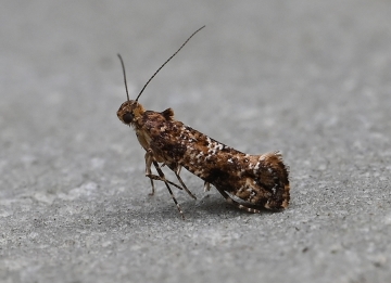 Acrolepia autumnitella