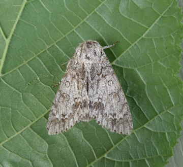 Acronicta aceris
