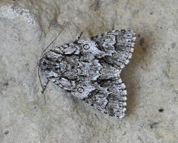 Acronicta auricoma