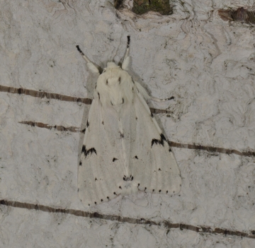 Acronicta leporina