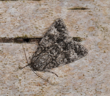 Acronicta megacephala
