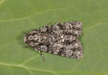 Acronicta rumicis