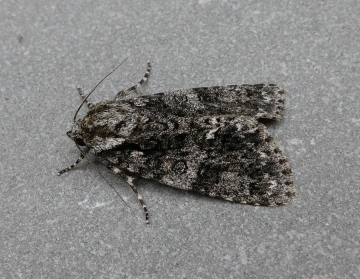 Acronicta rumicis