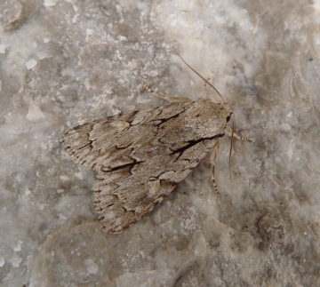 Acronicta tridens