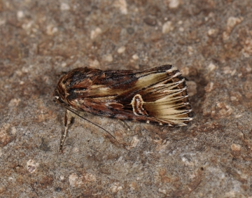 Actinotia radiosa