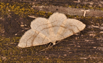 Adactylotis contaminaria