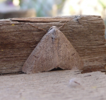Adalbertia castiliaria
