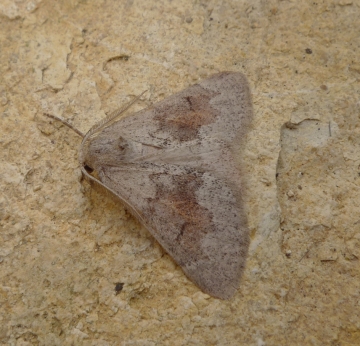 Adalbertia castiliaria