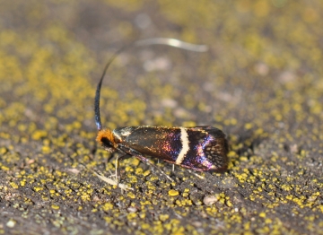 Adela australis