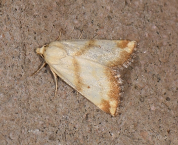 Aegle vespertinalis