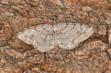 Aethalura punctulata