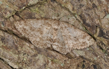 Aethalura punctulata