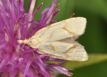 Agapeta hamana