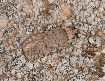 Agonopterix adspersella