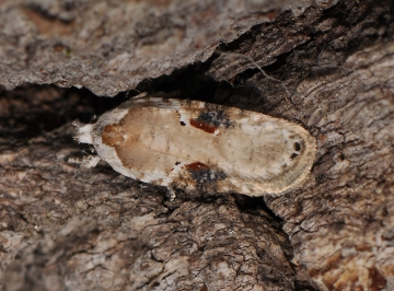 Agonopterix alstromeriana