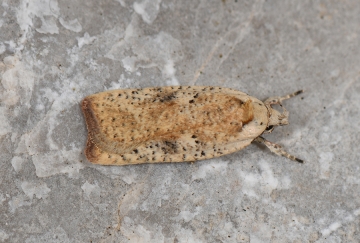 Agonopterix assimilella