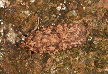 Agonopterix ferocella
