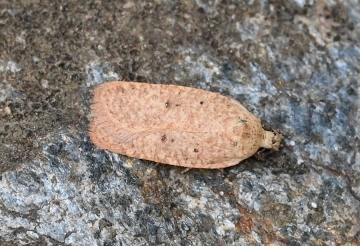 Agonopterix irrorata