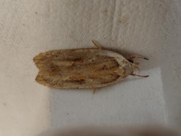 Agonopterix nervosa
