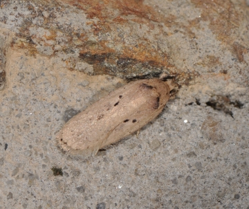 Agonopterix yeatiana