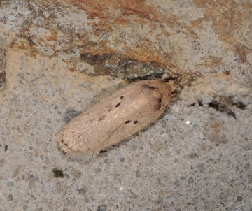 Elachistidae: Agonopterix yeatiana