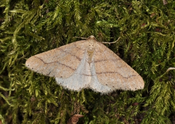 Agriopis marginaria