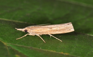 Agriphila inquinatella