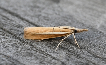 Agriphila selasella