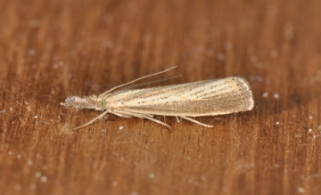 Agriphila straminella