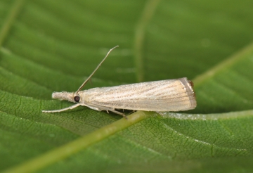 Agriphila straminella