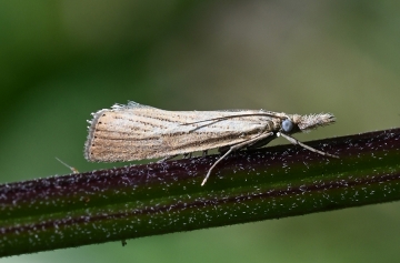 Agriphila straminella